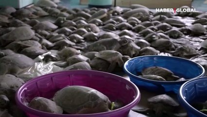 Donmak üzere olan kaplumbağaları böyle kurtarıyorlar