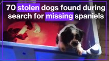 Video: Inside stolen dog farm where spaniel owner found 70 missing pets