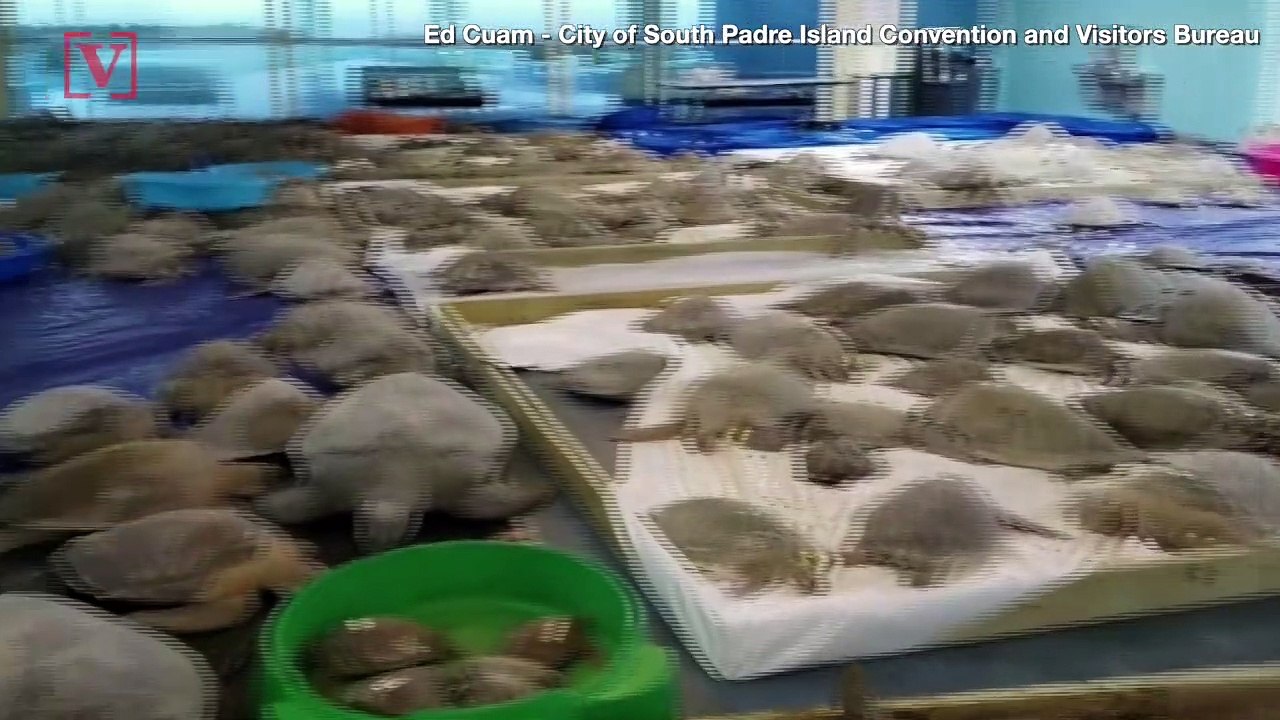 Mass Sea Turtle Rescue Saves Thousands in Cold-Snapped Texas