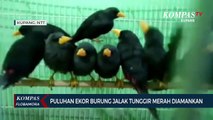 Puluhan Ekor Burung Jalak Tunggir Merah Diamankan Petugas BKSDA NTT