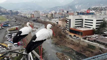 Baharın habercisi leylek çifti Karabük’e erken geldi