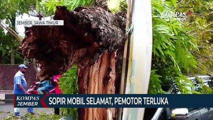 Diterjang Angin Kencang, Pohon Roboh Menimpa Mobil Dan Pemotor