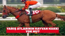 Yarış atlarının hayvan hakları yok mu? Kumar uğruna kan kusturuyorlar