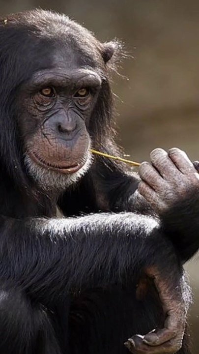 Why Are Monkeys So Naughty | A2 Motivation,Getsetfly Flearn,Getsetfly Fact,Facts | Getsetfly Gyan