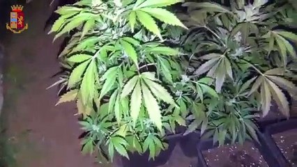 Vittoria (RG) - SMarijuana coltivata tra i pomodorini arrestato 53enne (18.02.21)