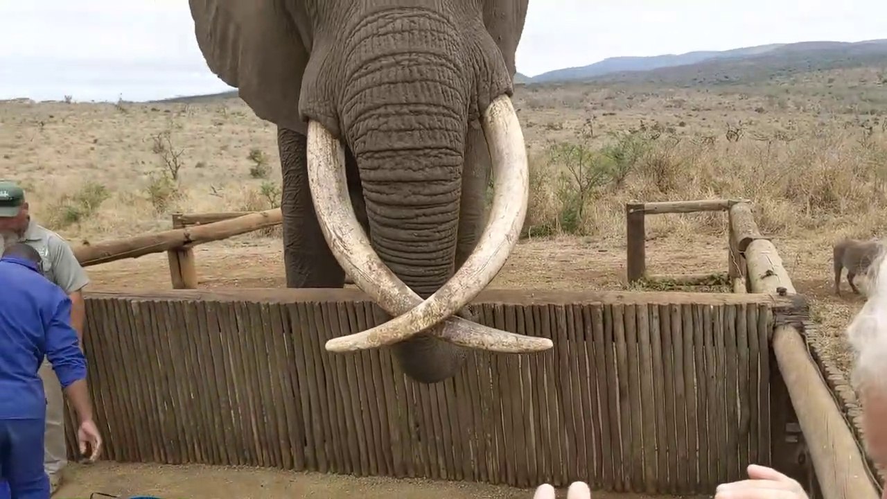 Elephant named Rambo with beutiful cross Tusks