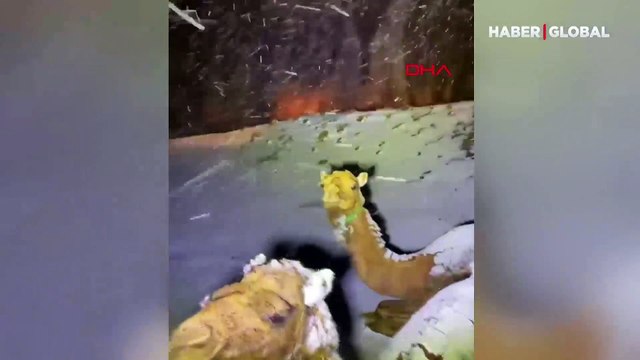 Suudi Arabistan'da kar yağdı, develerin görüntüsü sosyal medyada ilgi gördü