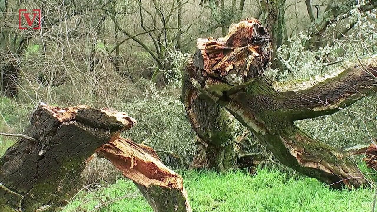 Here’s Why Scientists in Madrid Are Racing to Clone Trees Destroyed By Recent Snowstorm