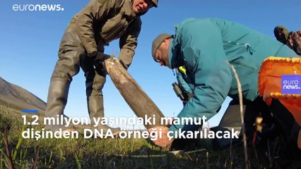 Dünyanın en eski DNA'sı Sibirya'da bulunan mamut dişinden çıkarıldı