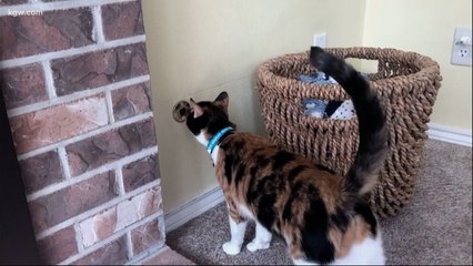 Ce chat devient une star après avoir sauvé sa maîtresse d’une potentielle asphyxie lors d’une fuite de gaz