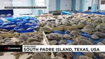 ABD'de donmak üzere olan 3 binden fazla deniz kaplumbağası kurtarıldı