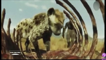 De proie facile à super prédateur