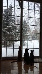 Squirrel Teases Feline Trio