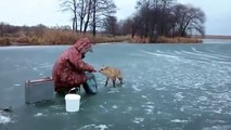 Un renard adorable vient demander du poisson à des pecheurs