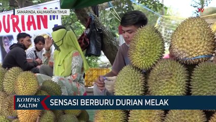 Sensasi Berburu Durian Melak