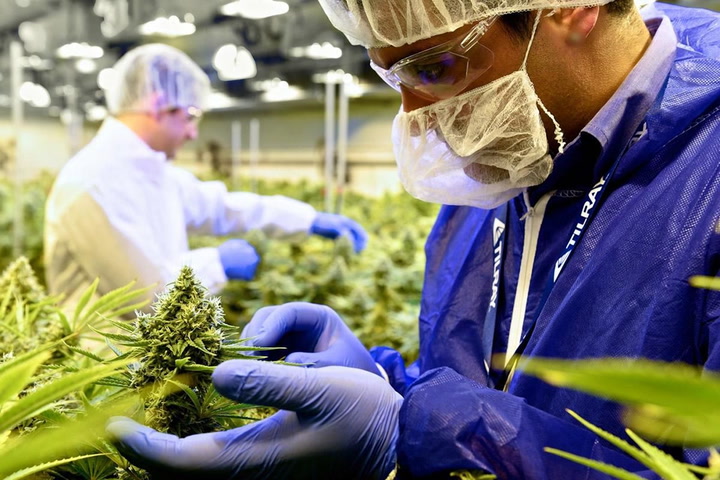 Why Investors Should Watch GrowGeneration Instead of Tilray: Analyst