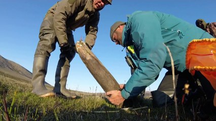 Séquençage d'ADN : un mammouth vieux de 1,65 million d'années