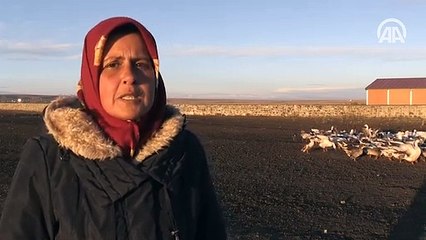 Kaz çiftliklerinde görsel şölen