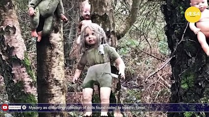 Mystery over collection of creepy baby dolls found nailed to trees in a forest