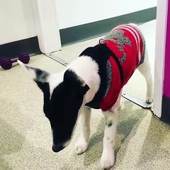 Puppy Falling Asleep While Standing