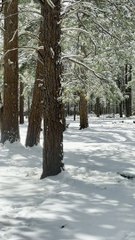 Winter Scene of Bear Waving