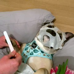 Dog Enjoying a Relaxing Spa Day