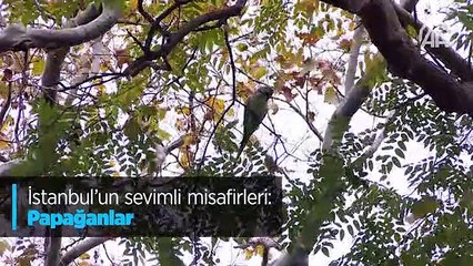 İstanbul'un sevimli misafirleri: Papağanlar