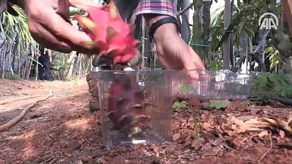 Türkiye'nin ilk tropikal meyvesine tescil