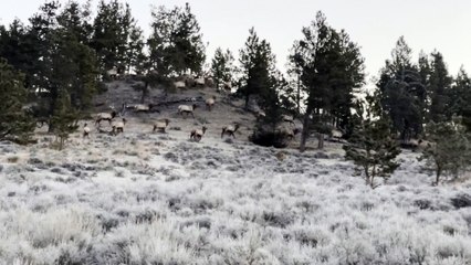 Close up of Montana Bull Elk Herd