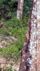 Large Snakes Mating in Jungle