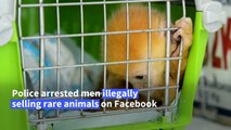 Indonesia: Baby Javan langur among seized animals illegally sold online