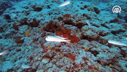 Doğu Akdeniz'in 'Kızıldeniz'i': Samandağ Sahilleri