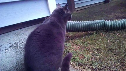 Happy Holidays 2020 from Karl & Job l animals l Film and animation