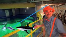 Blippi Español Visita un Acuario | Nuevo Video! Videos Educativos de Peces y Animales para Niños