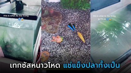 เทกซัสหนาวโหดสุดในรอบ 30 ปี ตู้ปลากลายเป็นน้ำแข็ง ปลาถูกแช่แข็ง ตายทั้งเป็น