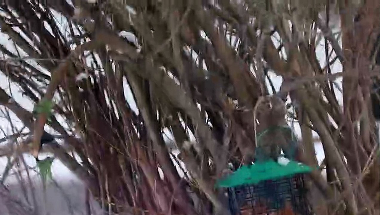 yogi almost caught one