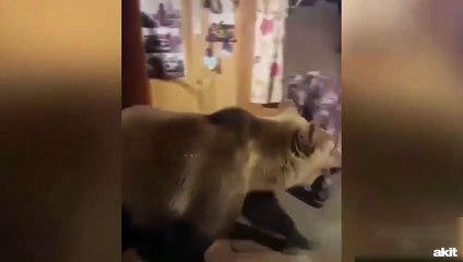 Ayıdan yakın arkadaş olur mu? İzleyin...