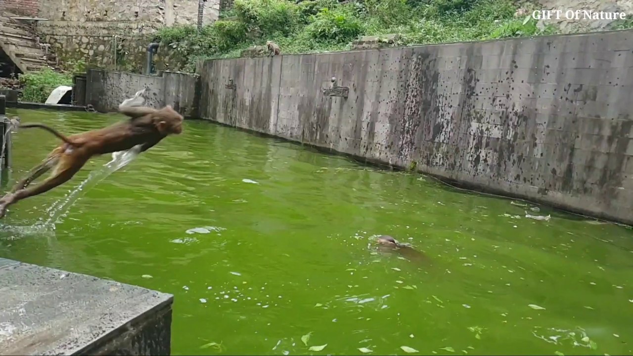 Group monkey swimming well in deep water __ monkey swimming and diving in monkey_Full-HD