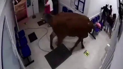 Une vache entre dans la salle d'attente d'un hôpital