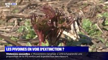Les pivoines seraient-elles en voie d'extinction dans le sud de la France ?