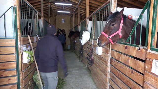 1744 rakımlı Dinek Dağı’nda kar banyosu yapan atların keyifli anları
