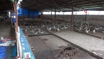 Bursa’da aç kalan sokak köpekleri 280 kazı telef etti