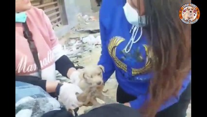 Poor Abandoned Puppy Cold and Shivering at Garbage Dump Amazing Survive