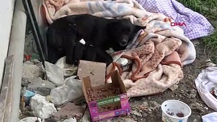 Esenyurt'ta donmak üzere olan yavru köpeği araç klimasında ısıtarak kurtardılar