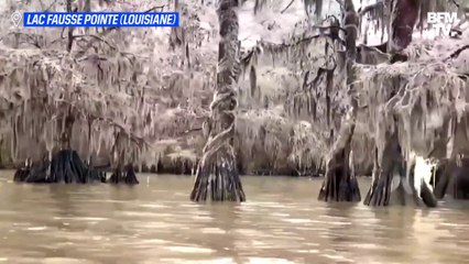 En Louisiane, d'impressionnants stalactites se forment sur les arbres d'un lac