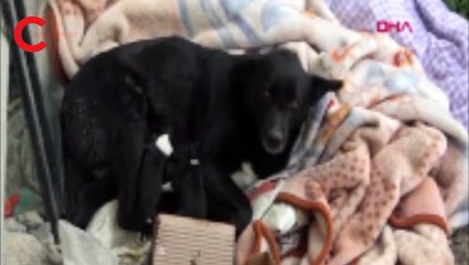 Esenyurt'ta donmak üzere olan yavru köpeği araç klimasında ısıtarak kurtardılar