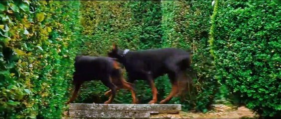 Chasing dogs⁦⁩⁦⁩⁦⁩⁦⁩Funny clips