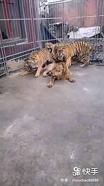 10 Lion vs Tiger (curious tigers and a lion) - video Dailymotion