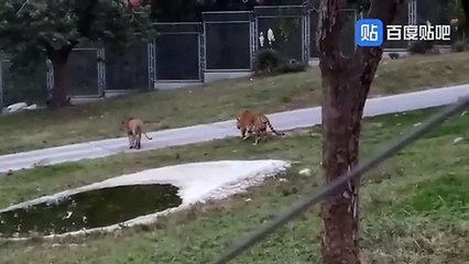 Lion vs Tiger (tiger goes onto it's back before the lion touches it)