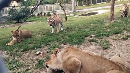 Lion vs Tiger (lioness vs tiger over food)
